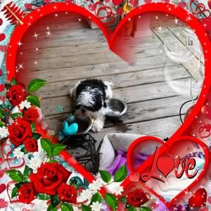 Meet your Posher, Helen